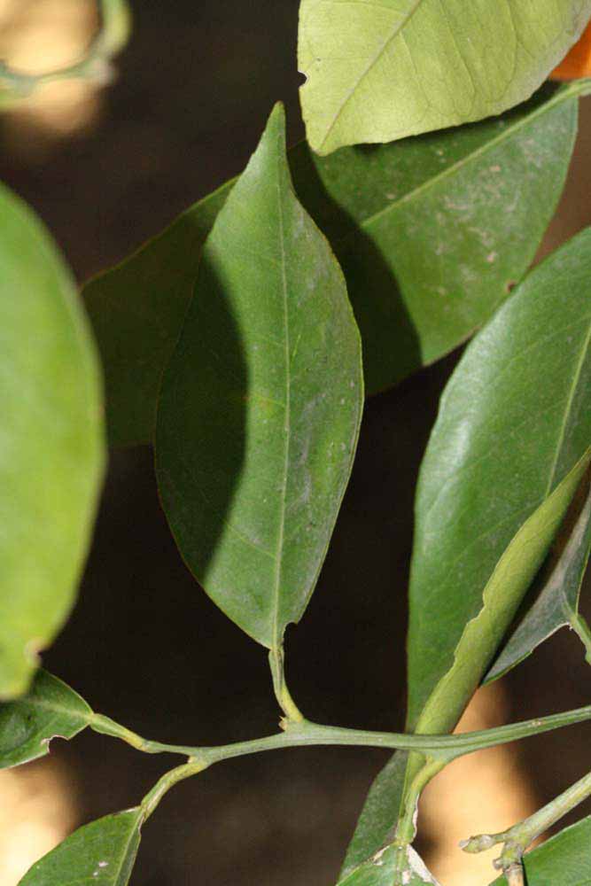              Unifoliolate leaf (Riverside, CA)       